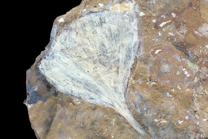 Fossil Ginkgo Leaf From North Dakota - Paleocene #80811